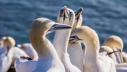 瑞安最新的高价找中介取公积金违法吗方法分享(瑞安中介取公积金怎么收费教程)